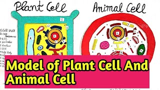 Plant Cell and Animal cell model  how to make plant cell and Animal model  Plant Cell Animal Cell [upl. by Ahsein581]