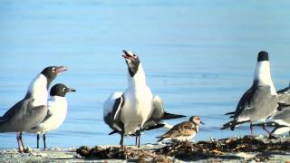 LAUGHING GULL CRY AND DISPLAY 4905 [upl. by Hester]