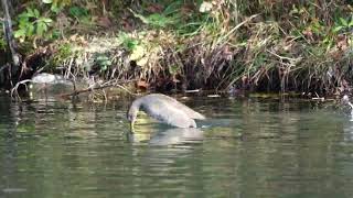 Plongeon des juvéniles Gallinule Pouledeau  Gallinula chloropus [upl. by Aramit]