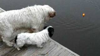 Jimmy the Clumber Spaniel is really wanting the bobber [upl. by Droffats]