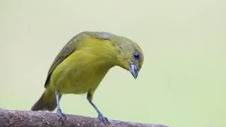 Yellow crowned Euphonia female [upl. by Shawnee742]