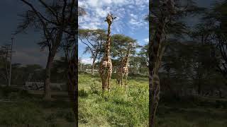 Giraffe Up Close At Sanctuary Farm Kenya Naivasha Safari [upl. by Latsyrk]