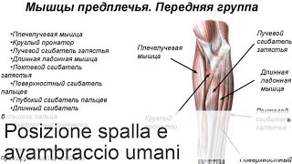 Anatomia dellavambraccio muscoli tabella funzione gruppo muscolare anteriore [upl. by Grega]