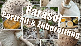 Parasol zubereiten  Verwechslung amp Portrait  Gemeiner Riesenschirmling Macrolepiota procera [upl. by Enreval]