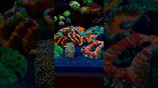 Beautiful Coral family  beautiful Marine tank setup 🐠 short shorts ytshortsindia [upl. by Sol]