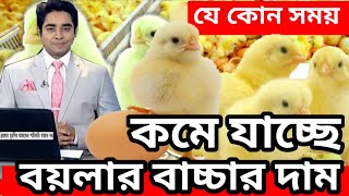 যে কোন সময় কমে যাচ্ছে বয়লার মুরগির বাচ্চার বাজার  বয়লার মুরগির আজকের বাজার দর  মুরগির বাচ্চার দাম [upl. by Sulohcin]