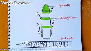 Meristemati tissue in plants diagram meristematic tissue diagram [upl. by Chappy225]