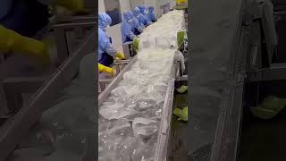 WOW SO THIS IS HOW ALOE VERA GEL IS MADE [upl. by Stearn]