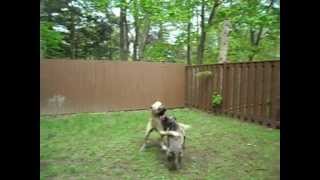 American Pit Bull Terrier vs Presa Canario [upl. by Ebert]