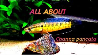 Channa punctata Spotted Snakehead [upl. by Enyar879]