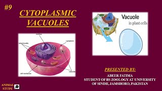 cell biology  Lecture 9 Vacuoles structure and functions  animal and plant vacuoles [upl. by Beitch977]