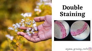 Double staining step by step procedure with chromolaena odorata Stem [upl. by Smoot276]