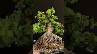 Saving My ‘River Tree’ Dwarf Jade Bonsai With an Emergency Repot Portulacaria Afra [upl. by Donegan]