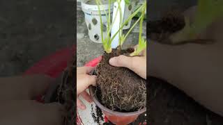 How to Rejuvenate Strawberry Plants [upl. by Ellora18]