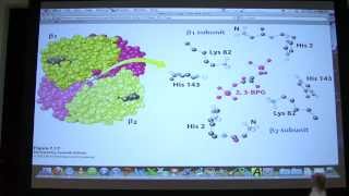 08 Biochemistry Hemoglobin Lecture for Kevin Aherns BB 450550 [upl. by Ninnetta]