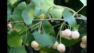 Home Remedy Ginkgo Biloba For Hair Growth And Regeneration [upl. by Anastasie]