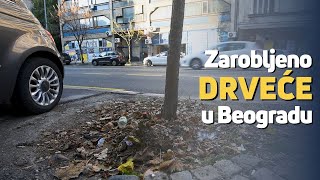 Zarobljeno drveće u Beogradu [upl. by Dewar]