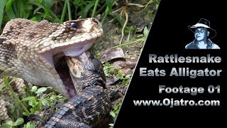 Rattlesnake Eats Aliigator Hatchling 01 Stock Footage [upl. by Odnesor]