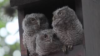 Eastern Screech Owlets [upl. by Notrom]