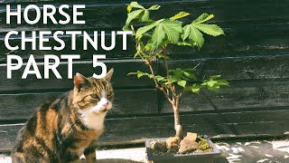 Horse Chestnut Bonsai 5 [upl. by Shandra]