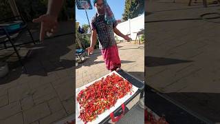 Drying out peppers from the garden share subscribe shorts [upl. by Nosilla]