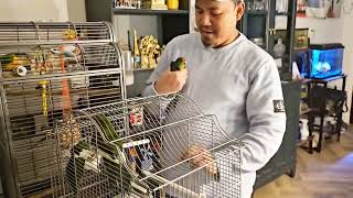 The Pets In My House  I Put Kakariki Birds Together With Tame Pyrrhura In One Cage [upl. by Lil]