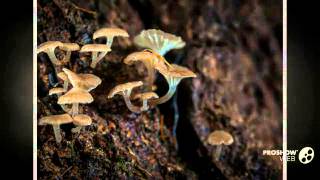 Marasmiellus omphaliformis  fungi kingdom [upl. by Arhez]