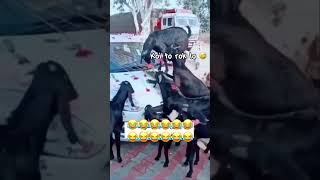 Koi to rok lo 😅😅😅😅 funny tagcomedy comedy tagfunny [upl. by Notsur]