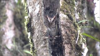 Buteo platypterus y Currucutú megascops choliba en la vía Caldas  Angelopolis [upl. by Ahsekyt622]