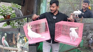 New sulphur crested cockatoo for our breeding setup Aj Aviary mai bohot ladai ho geya cockatos mai [upl. by Inavoy]