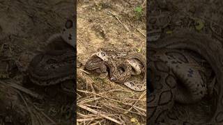 highly Venomous snakes releasingviralvideotrendingwildlifeyoutubeanimalsfarmingworld [upl. by Leibarg]