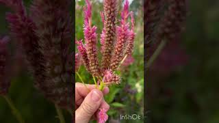 How to save celosia seeds Easily [upl. by Ken]