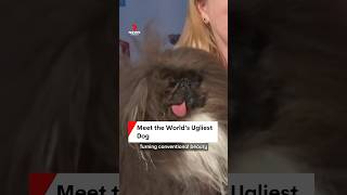 Meet the Worlds Ugliest Dog [upl. by Patterson816]