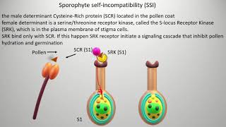 Selfincompatibility  types and mechanism Gametophyte self incompatibility GSI [upl. by Aevin868]