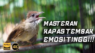 MASTERAN KAPAS TEMBAK EMOSI TINGGI  BIRD OF INDONESIA  PANCINGAN KAPAS TEMBAK [upl. by Michey93]