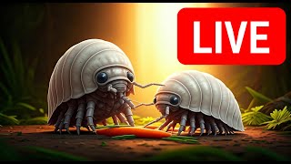 Live Stream  Isopods grazing on a carrot [upl. by Weir463]