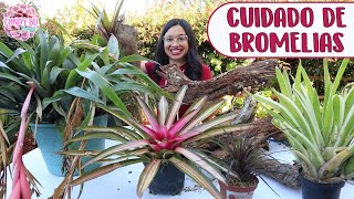 PLANTANDO BROMELIAS EN TRONCOS │Candy Bu [upl. by Frances]