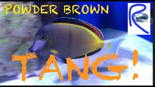 Powder Brown Tang Flaring in Reef Tank [upl. by Uos226]