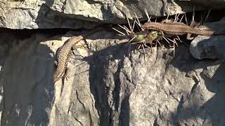 26 Oct 2024 Utrecht Botanical Gardens  Lizards plants insects and The Yellow Brick Road [upl. by Lynnet]