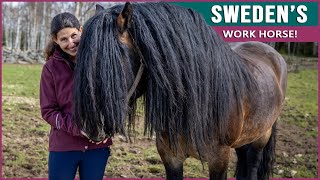 Equestrian Rides the North Swedish Horse in Sweden [upl. by Aennaej364]