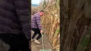 Essential Tools for Rural Farmer  Practical Use of Farming 🌽🌽Tools shorts youtubeshorts [upl. by Nauqyaj]