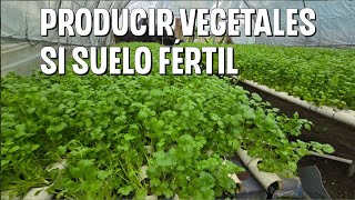 Como cultivar hortalizas en lugares donde no hay suelo fértil [upl. by Rossing]