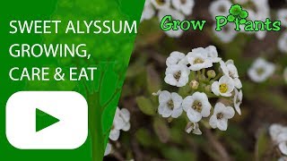 Sweet alyssum  growing care amp eat [upl. by Kristianson]