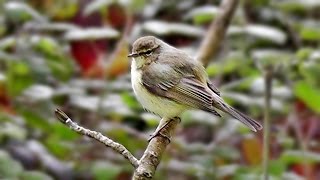 Chiffchaff Singing a Beautiful Song [upl. by Geminian]