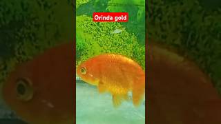 Orinda gold fish [upl. by Remas]