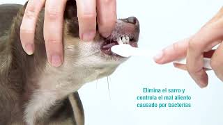 167 KIT DENTAL PARA PERROS MEDICAL SOLUTIONS [upl. by Sundin]