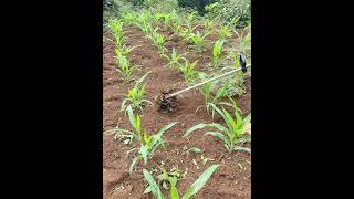 Portable Soil Scarifier Working On Corn Field Tools Easyway Easywork [upl. by Tedie]