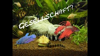 Betta Splendens  Kampffische  Vergesellschaftung [upl. by Eilyah]