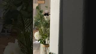 Camouflage camouflage cat catlover funny cute viralshorts shortvideo funnycats catshorts [upl. by Zoila]