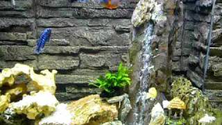 Tanganyika cichlid amp Malawi cichlid amp underwater waterfall 坦干馬鯛混養 自製水中瀑布 [upl. by Feriga]